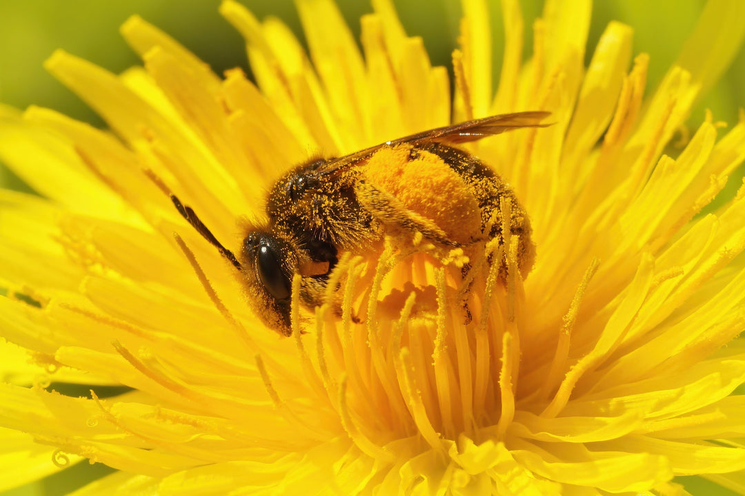 Wie Manuka Honig entsteht – Die verborgene Reise vom Manuka-Strauch bis ins Glas