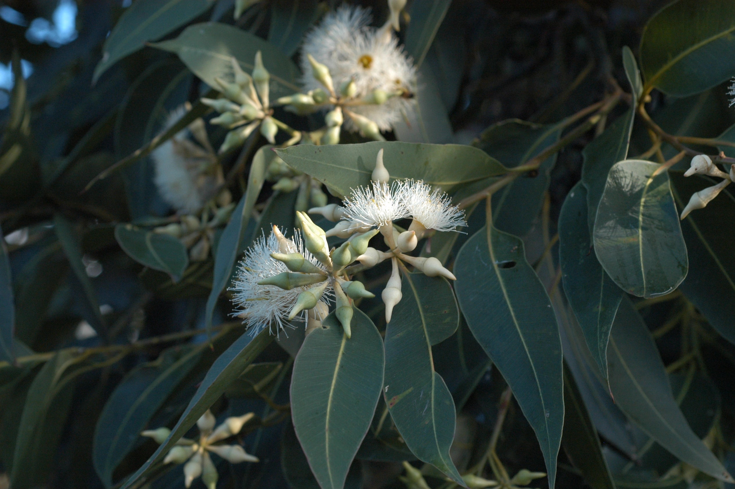 Eukalyptus Honig  Madagaskar Gourmet