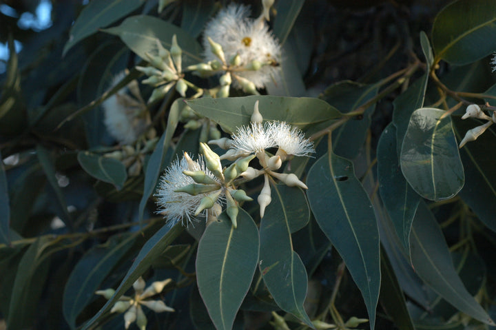 Eukalyptus Honig Gourmet