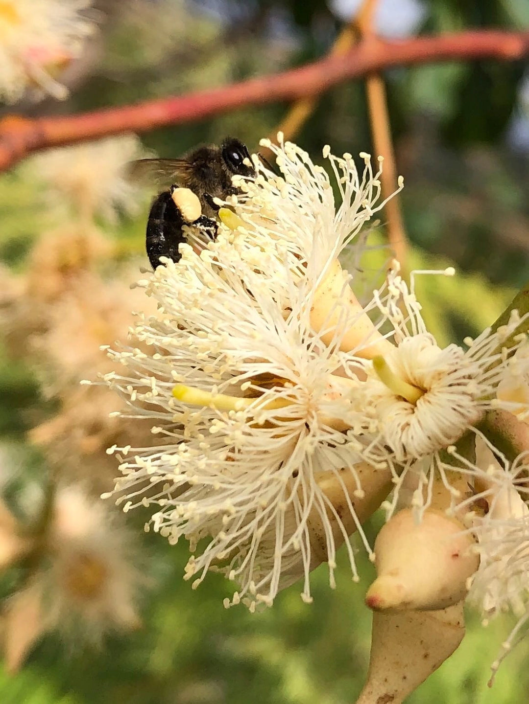Eukalyptus Honig Gourmet