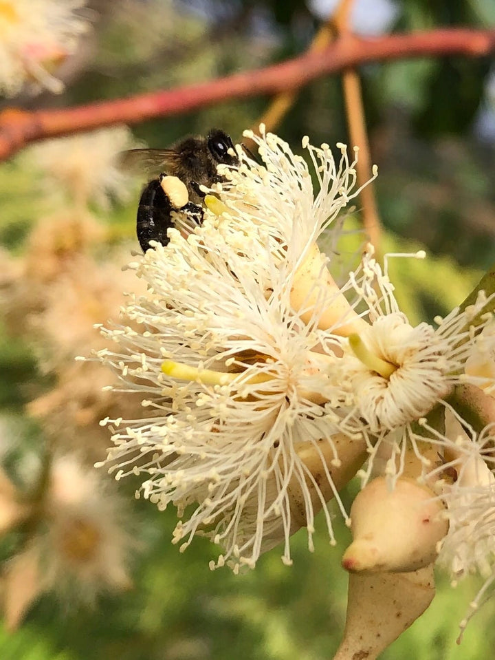 Eukalyptus Honig Gourmet